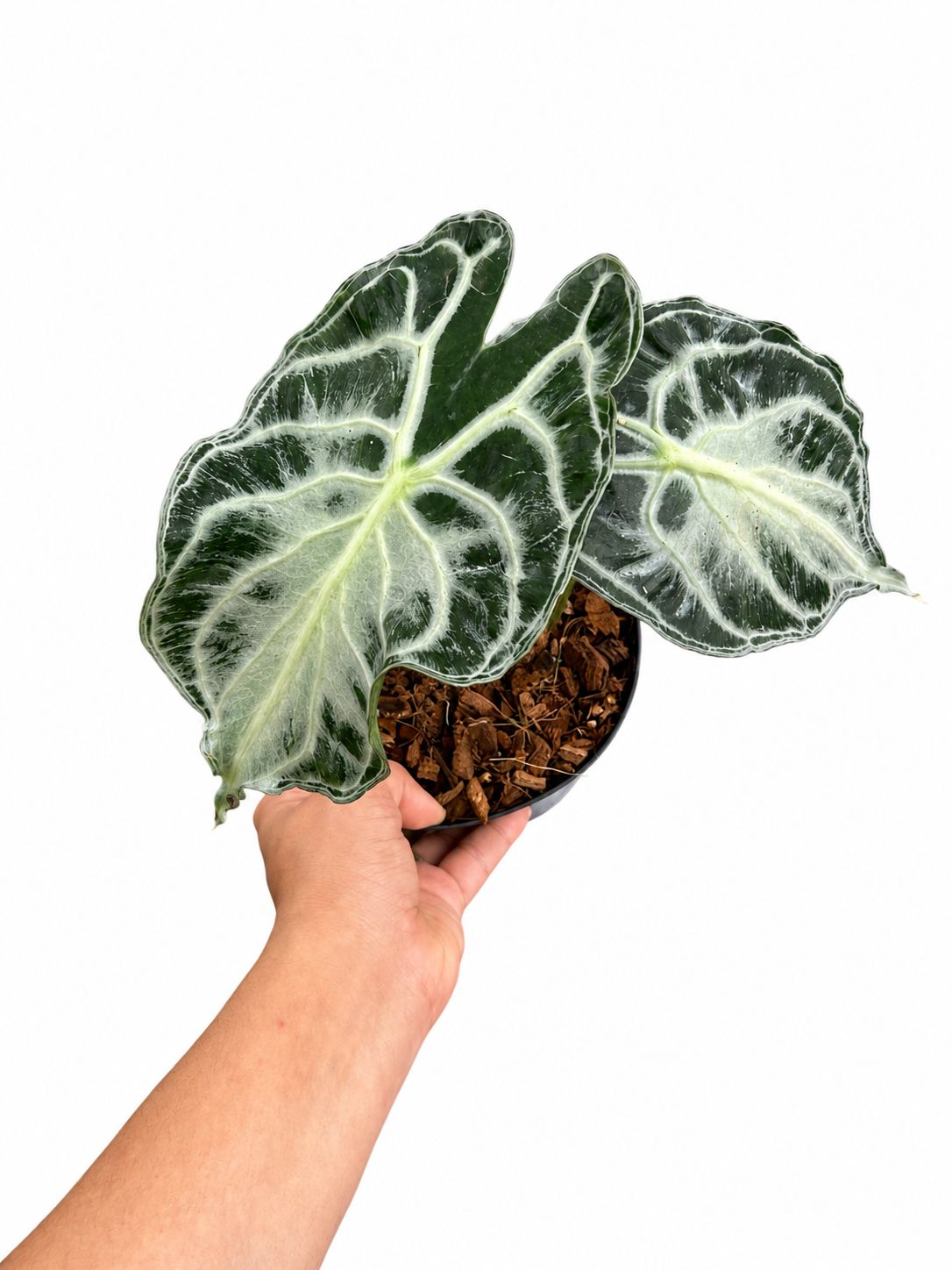 Alocasia venom 6”
