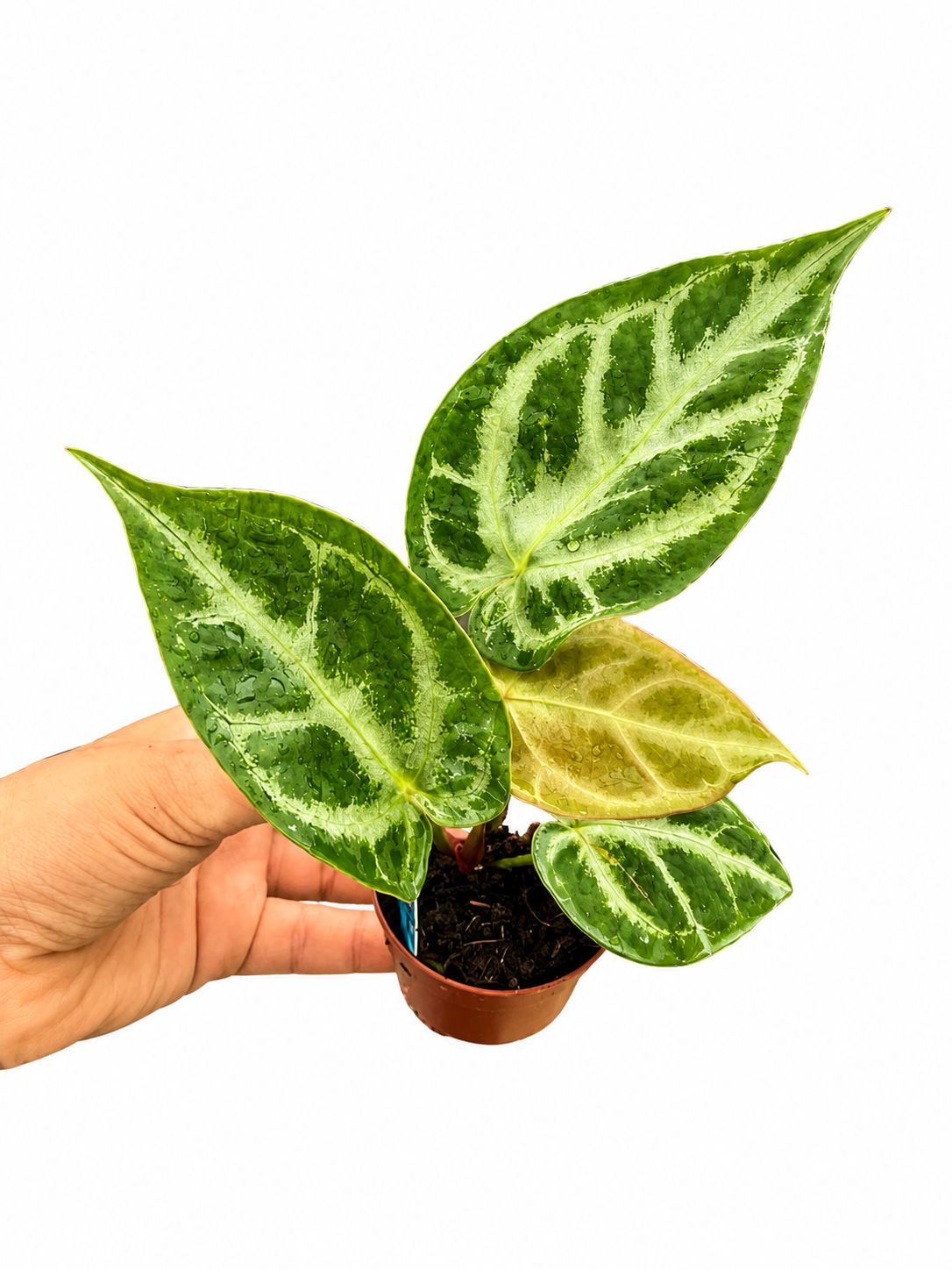 Anthhrium silver blush 3”