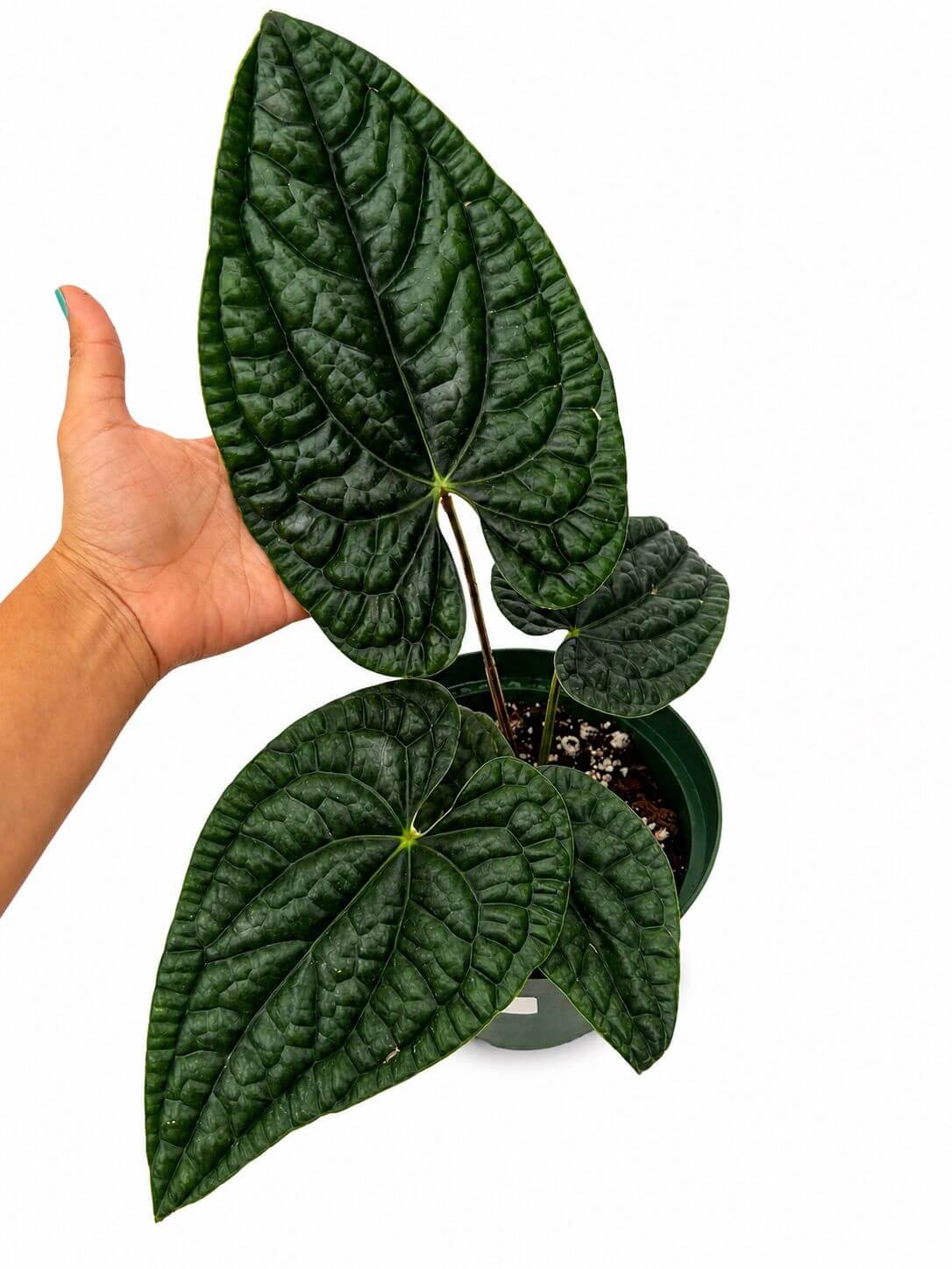 Anthhrlum Luxurians 8”