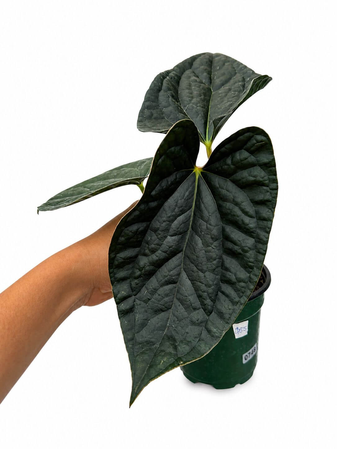 Anthurium Amazon diamond 4”