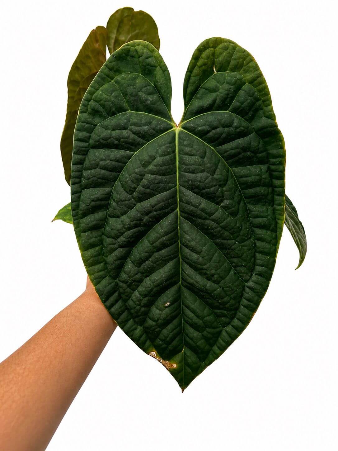 Anthurium Amazon diamond 5”