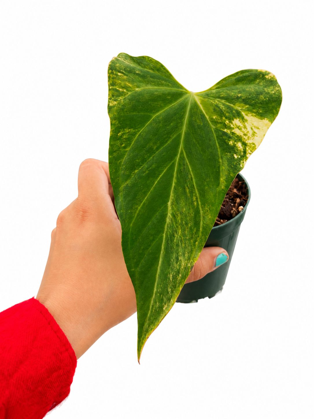 Anthurium Black Venom variegated 4”