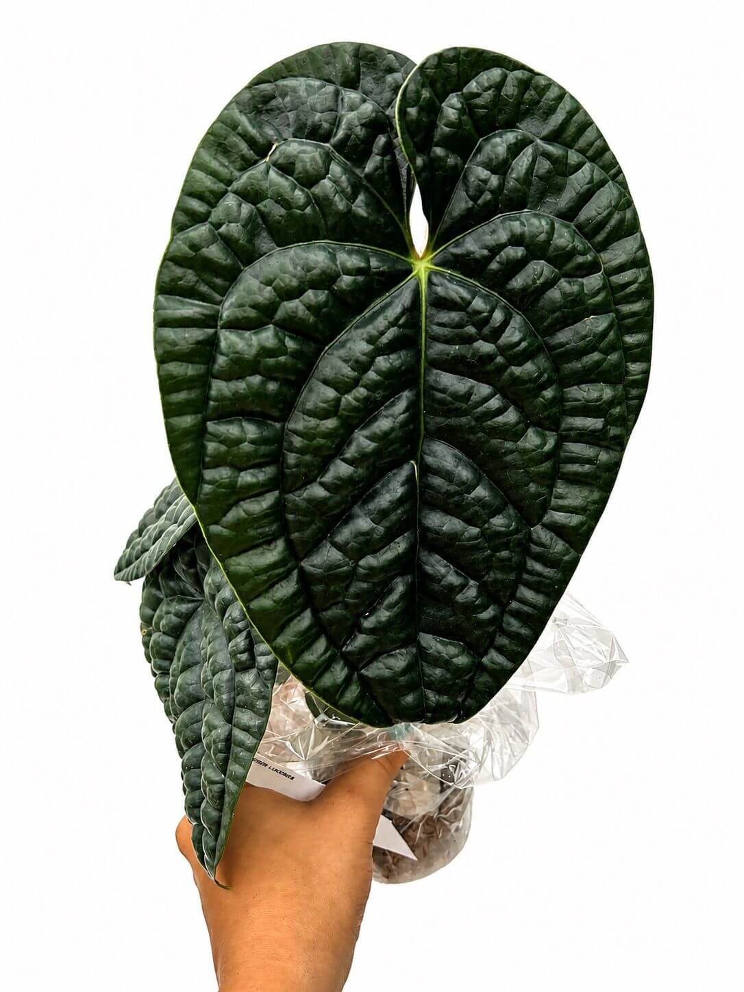 Anthurium Luxurians 5”