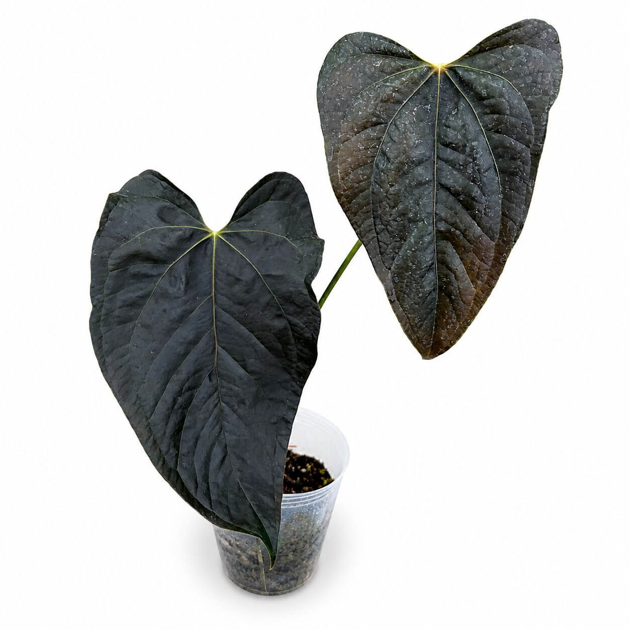 Anthurium Queen of hearts 5”