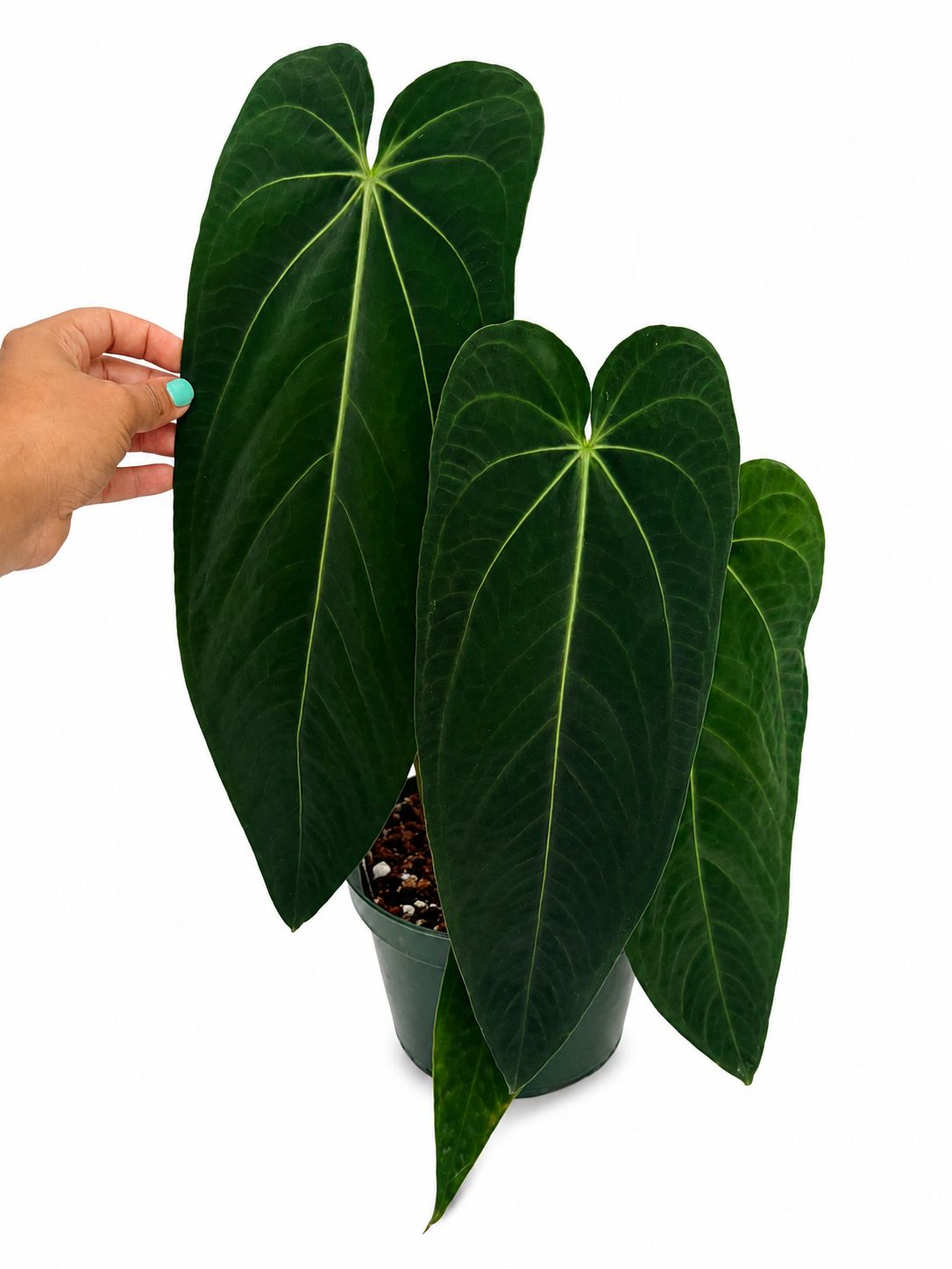 Anthurium Warecqueanum Esmeralda 8”
