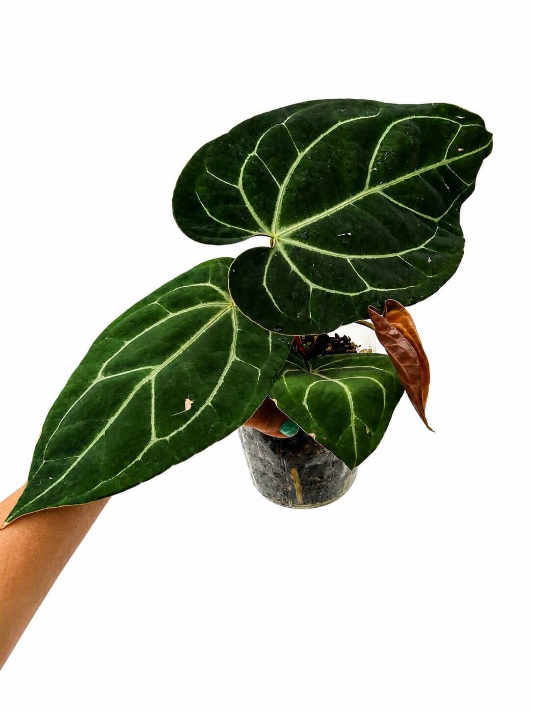 Anthurium besssea aff 5”