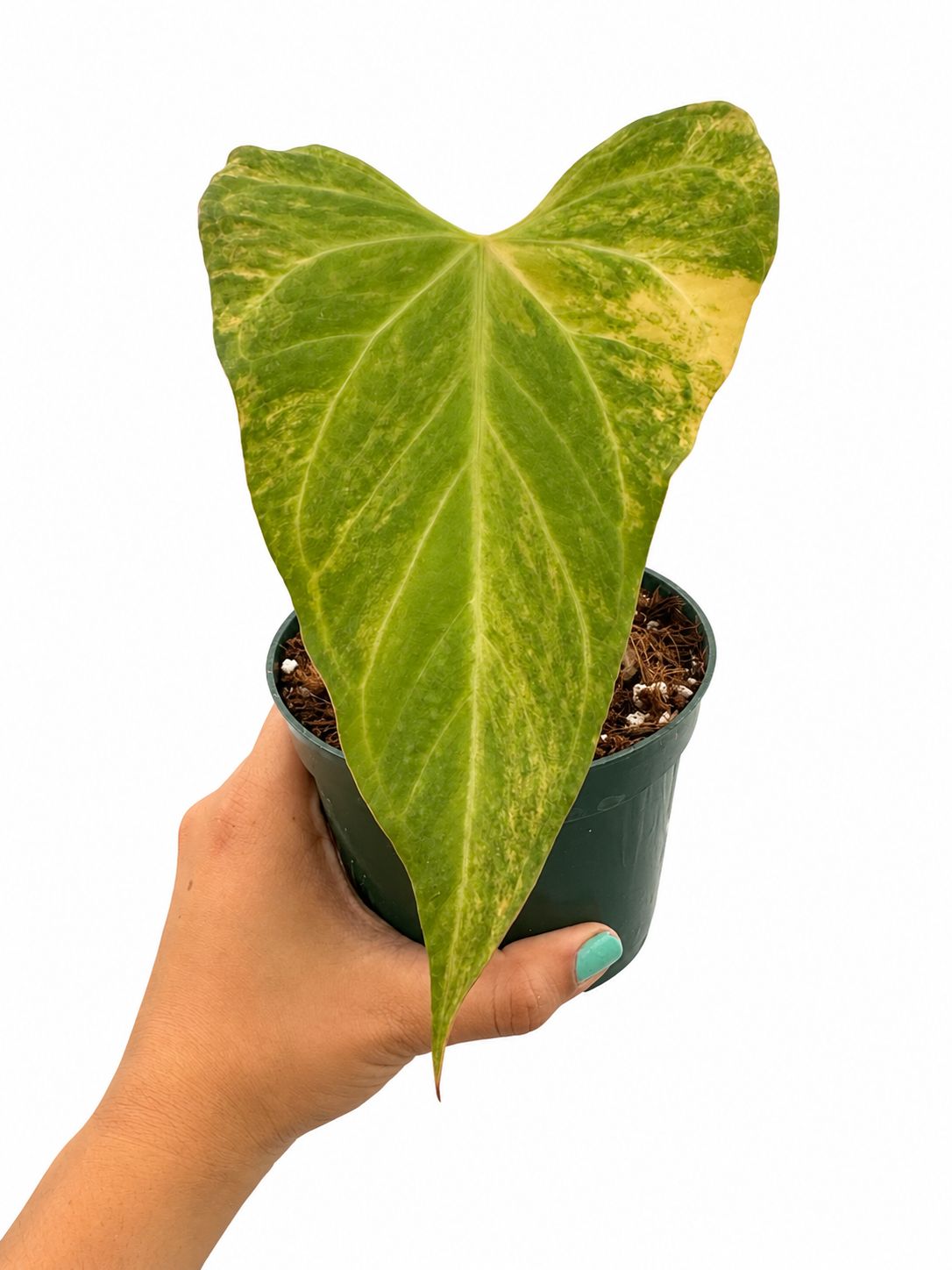 Anthurium black venom variegated 4”