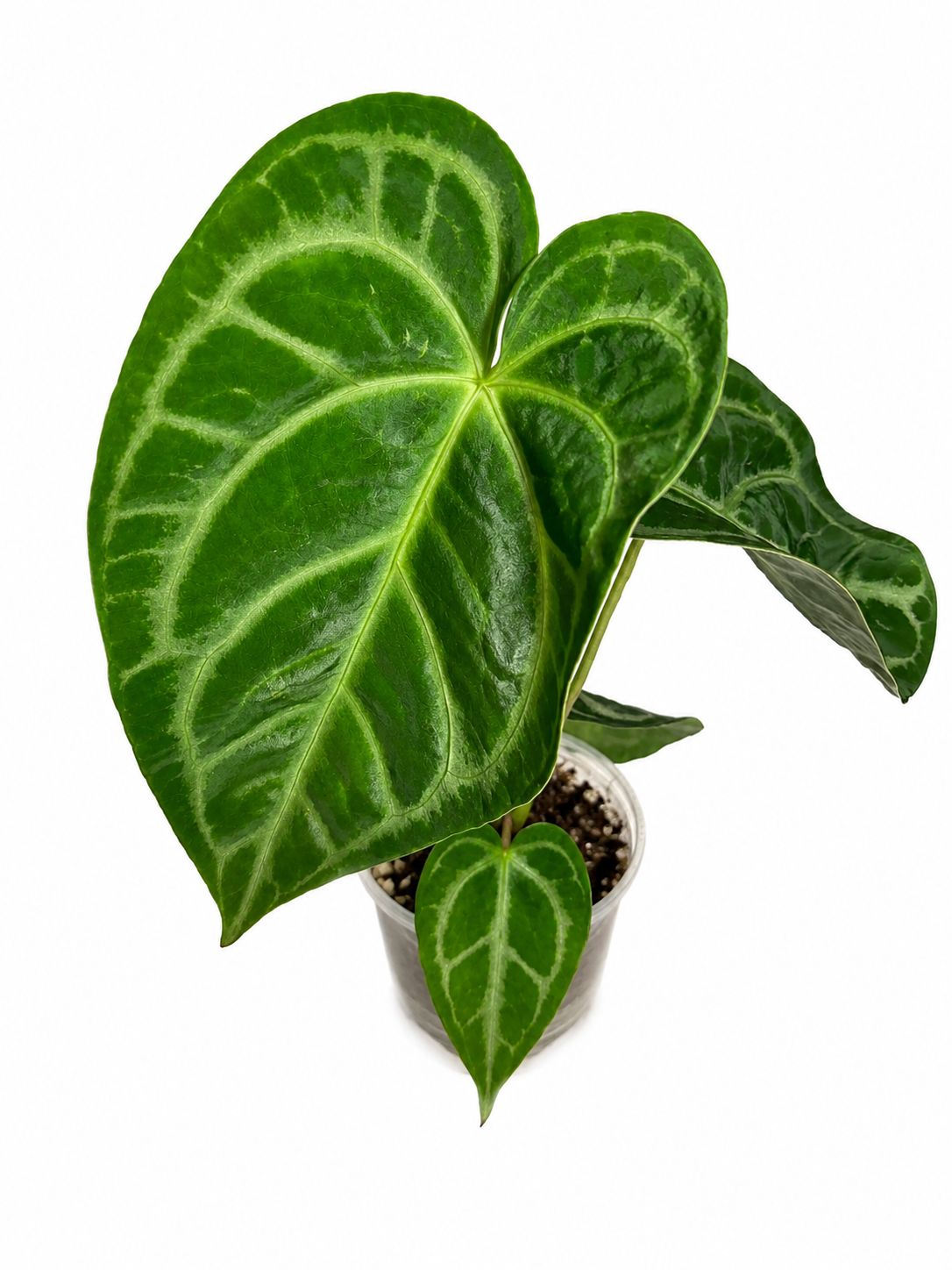 Anthurium radicans 4”