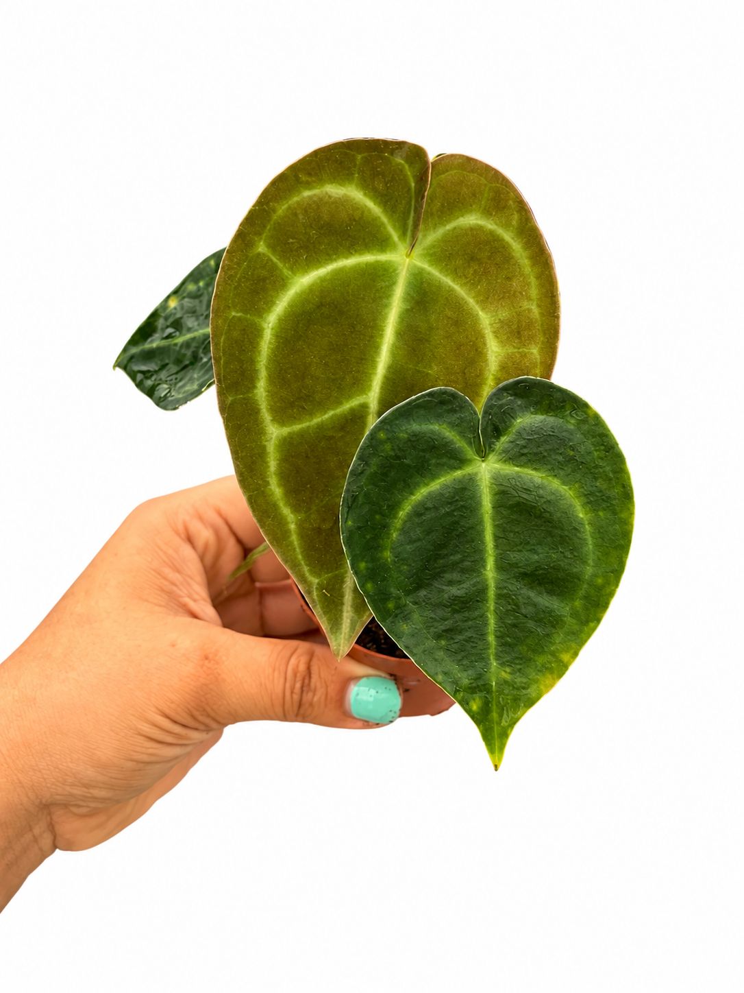 Anthurium clarinervium 3”