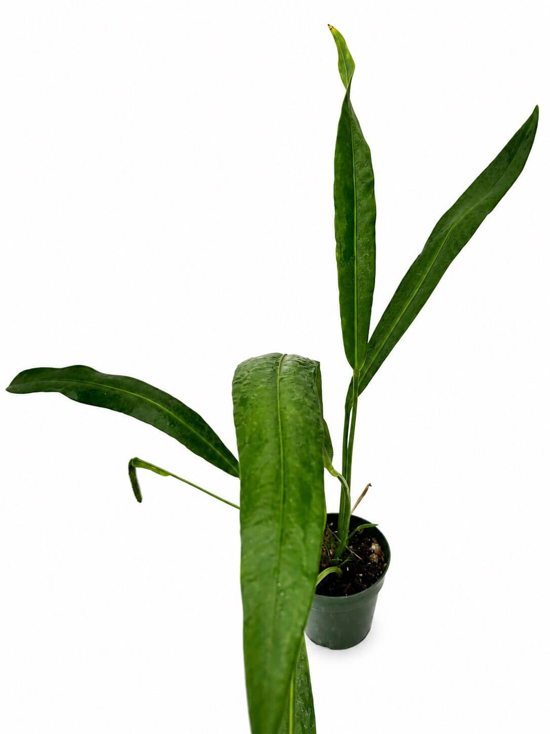 Anthurium coriaceum 8”