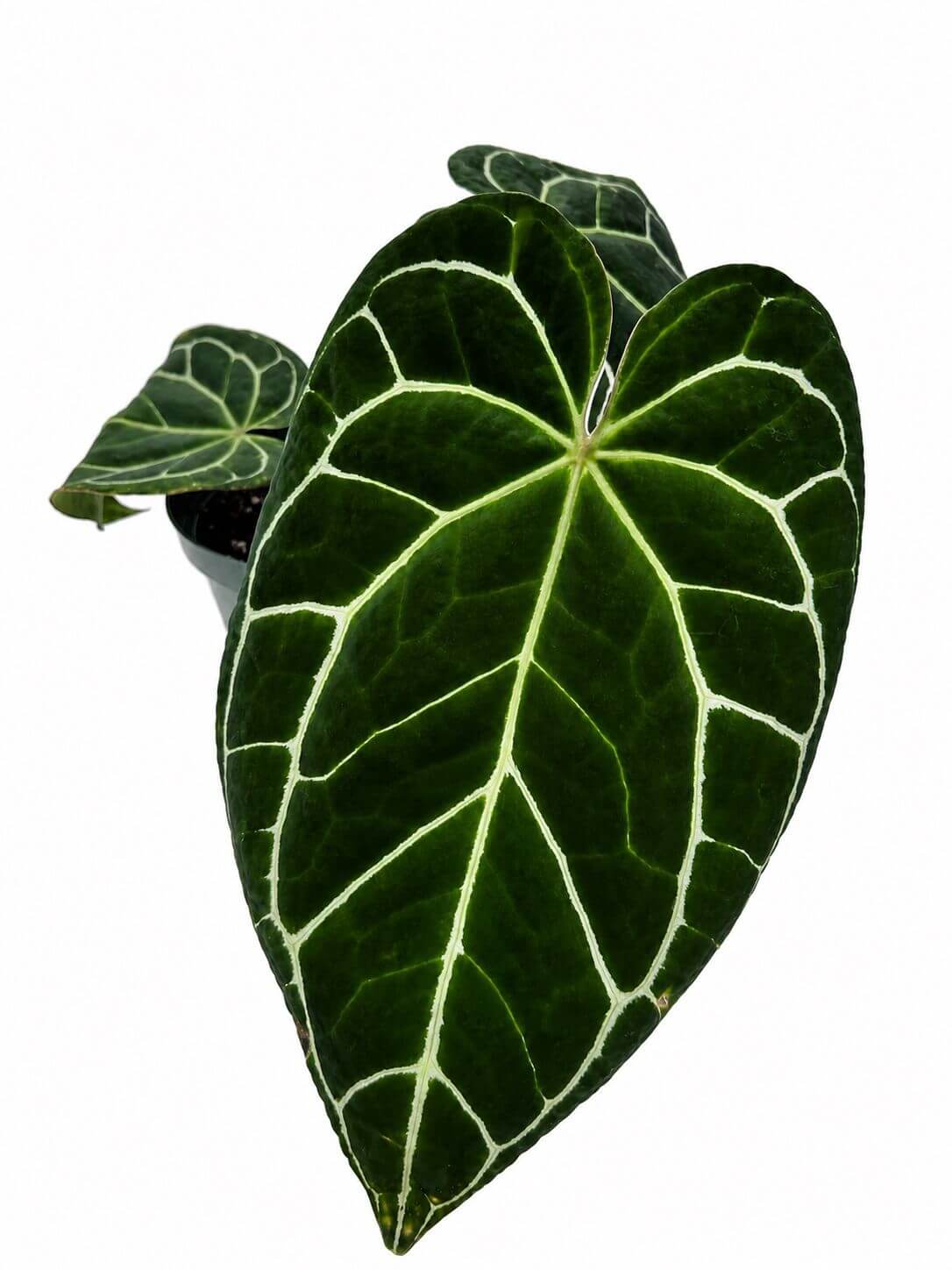 Anthurium crystalinum 8”