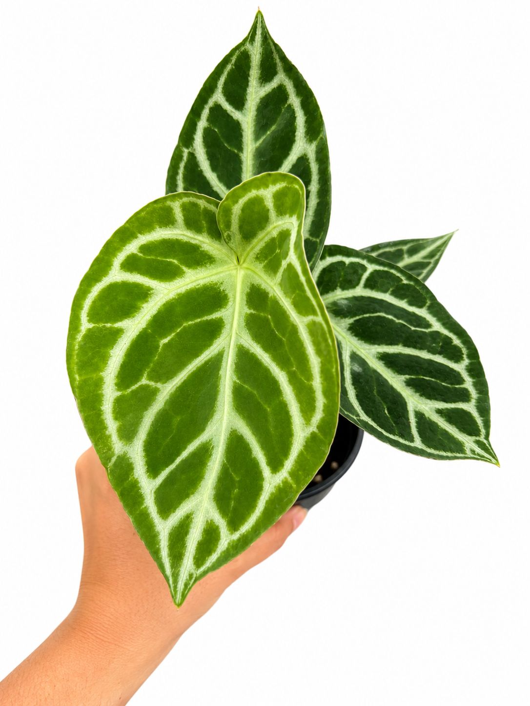 Anthurium doreyaki silver 4”