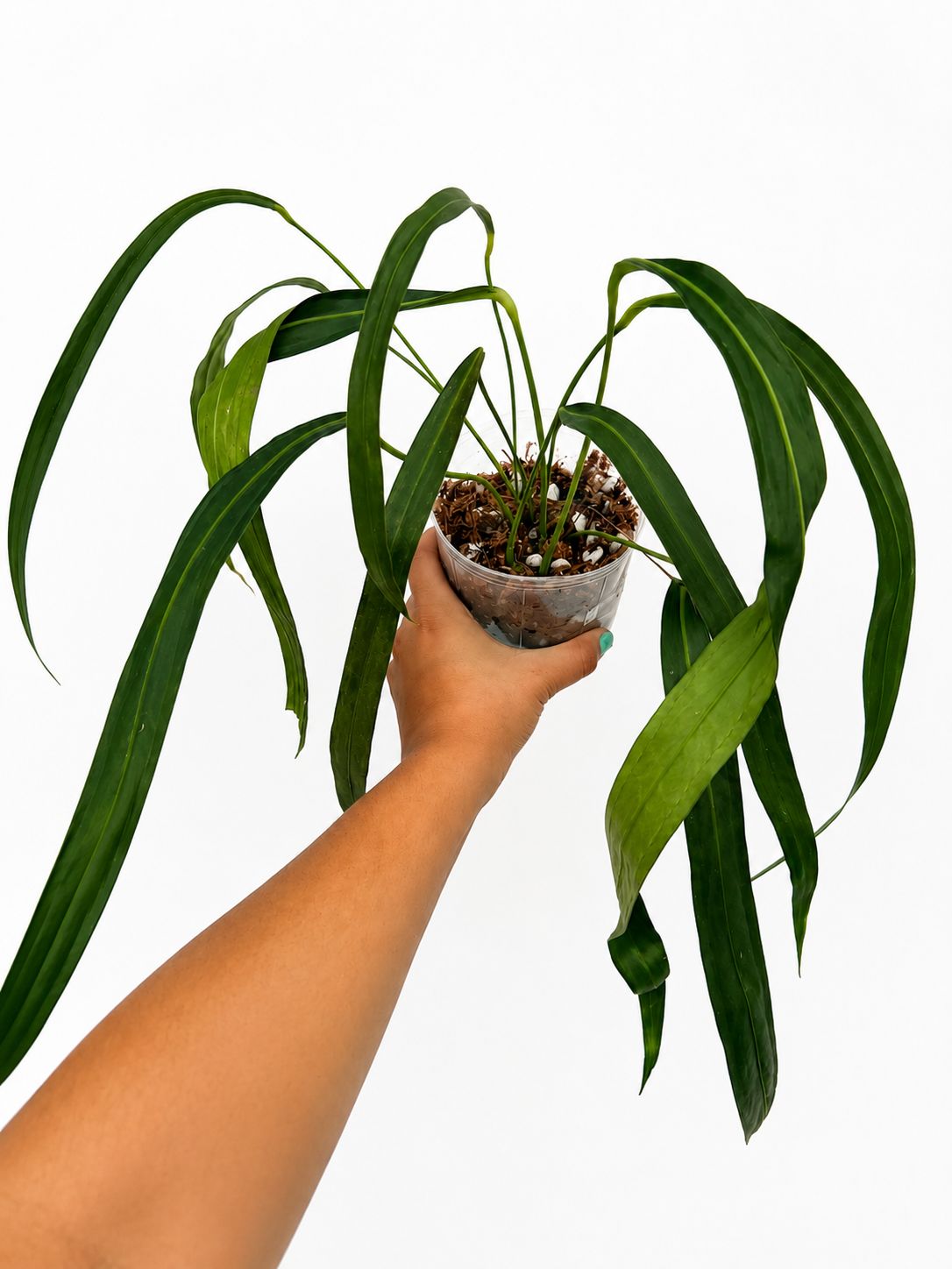 Anthurium friedrichsthalii 4”