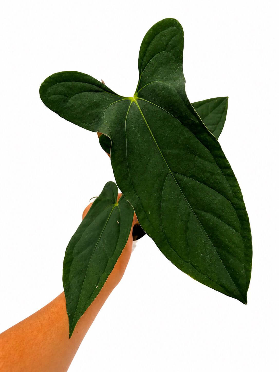Anthurium happy bunny 5”