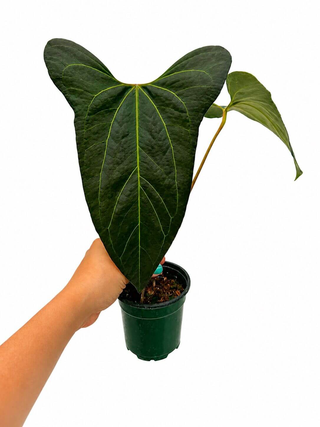 Anthurium jungle dreams 4”