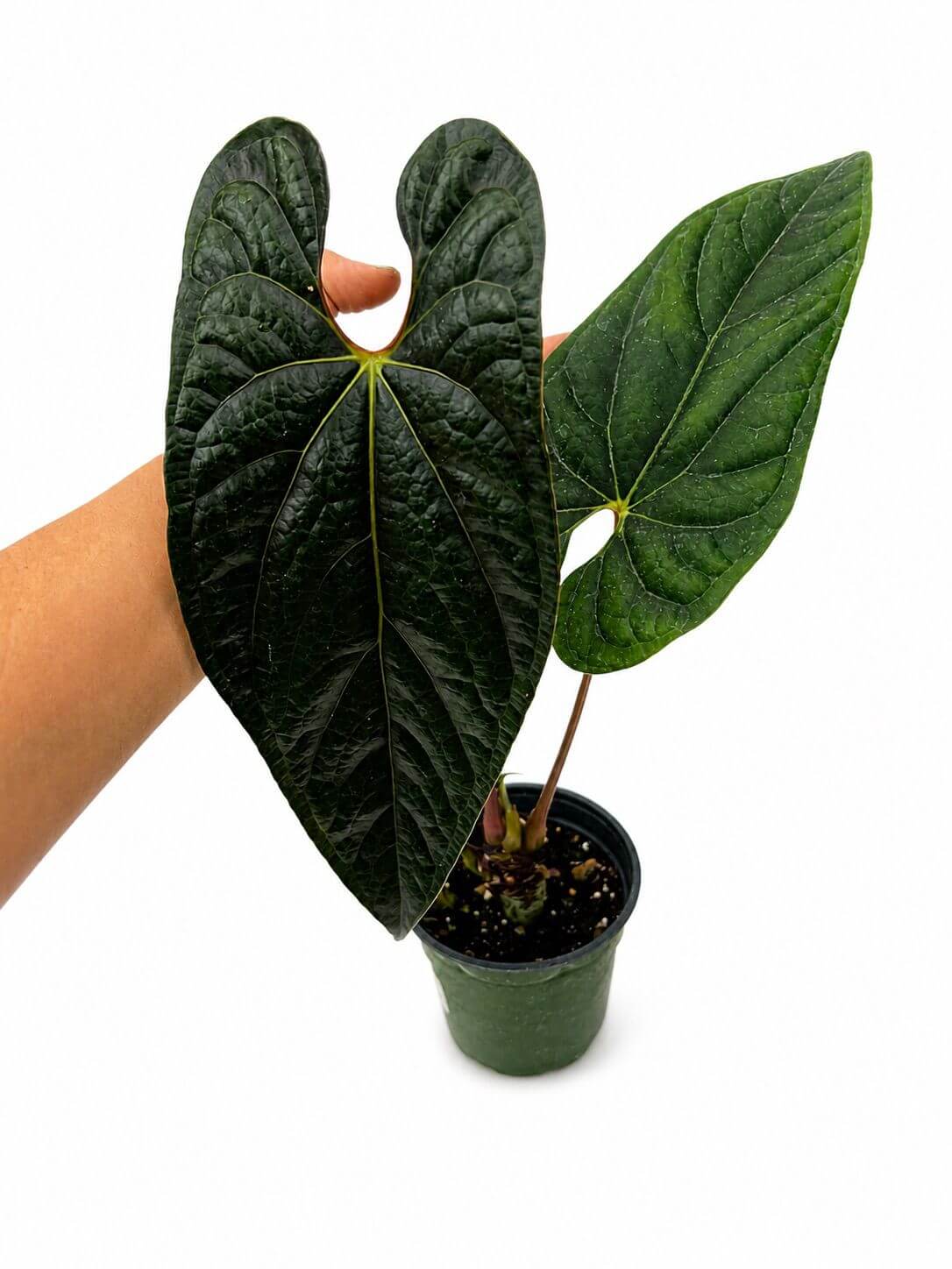 Anthurium luxury jungle 4”