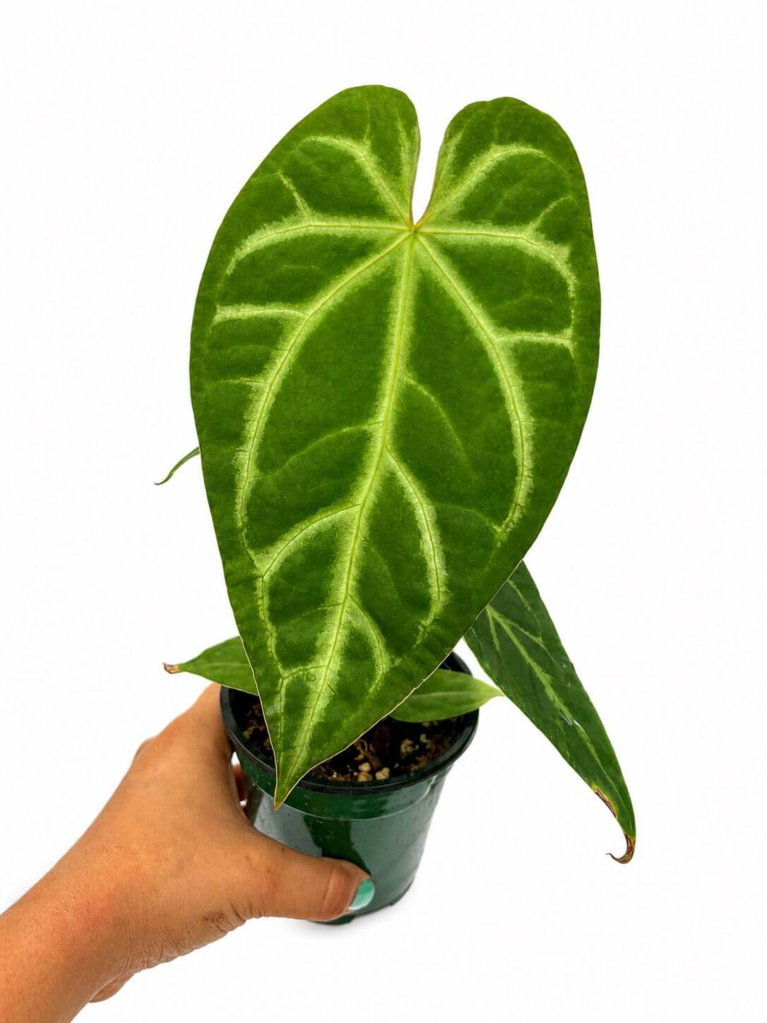 Anthurium magnificum 4”