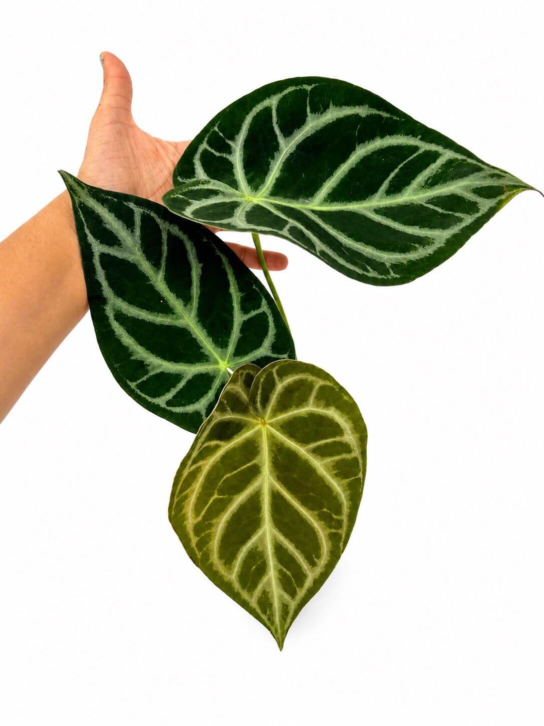 Anthurium magnificum silver 5”