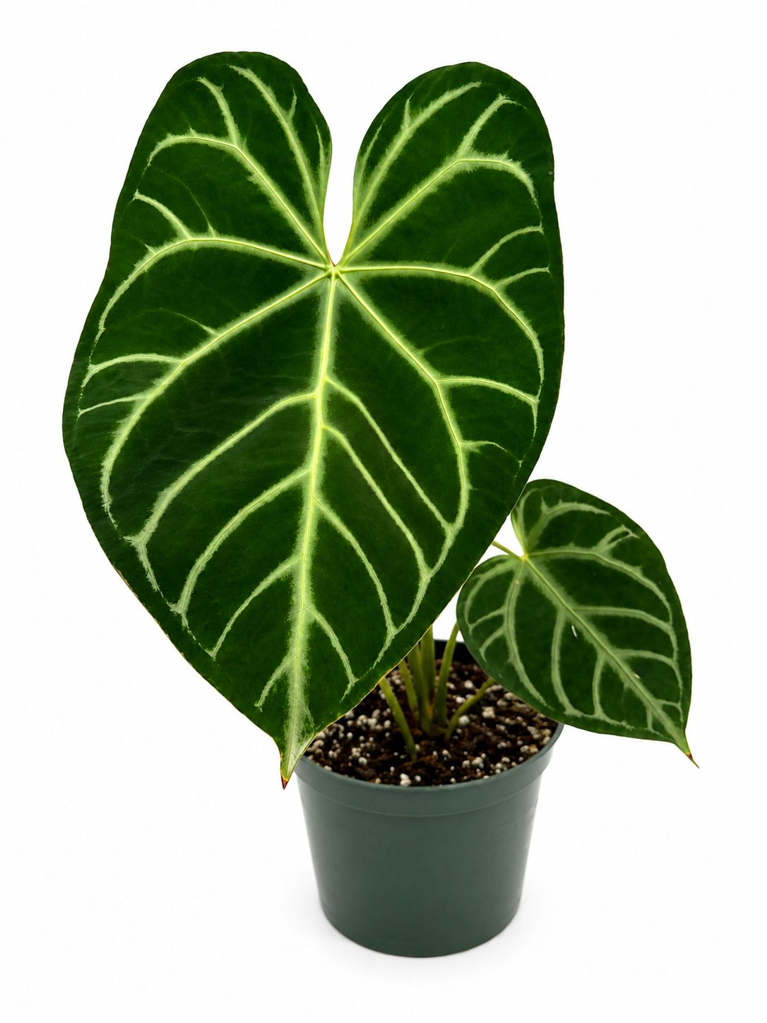 Anthurium magnificum silver 8”