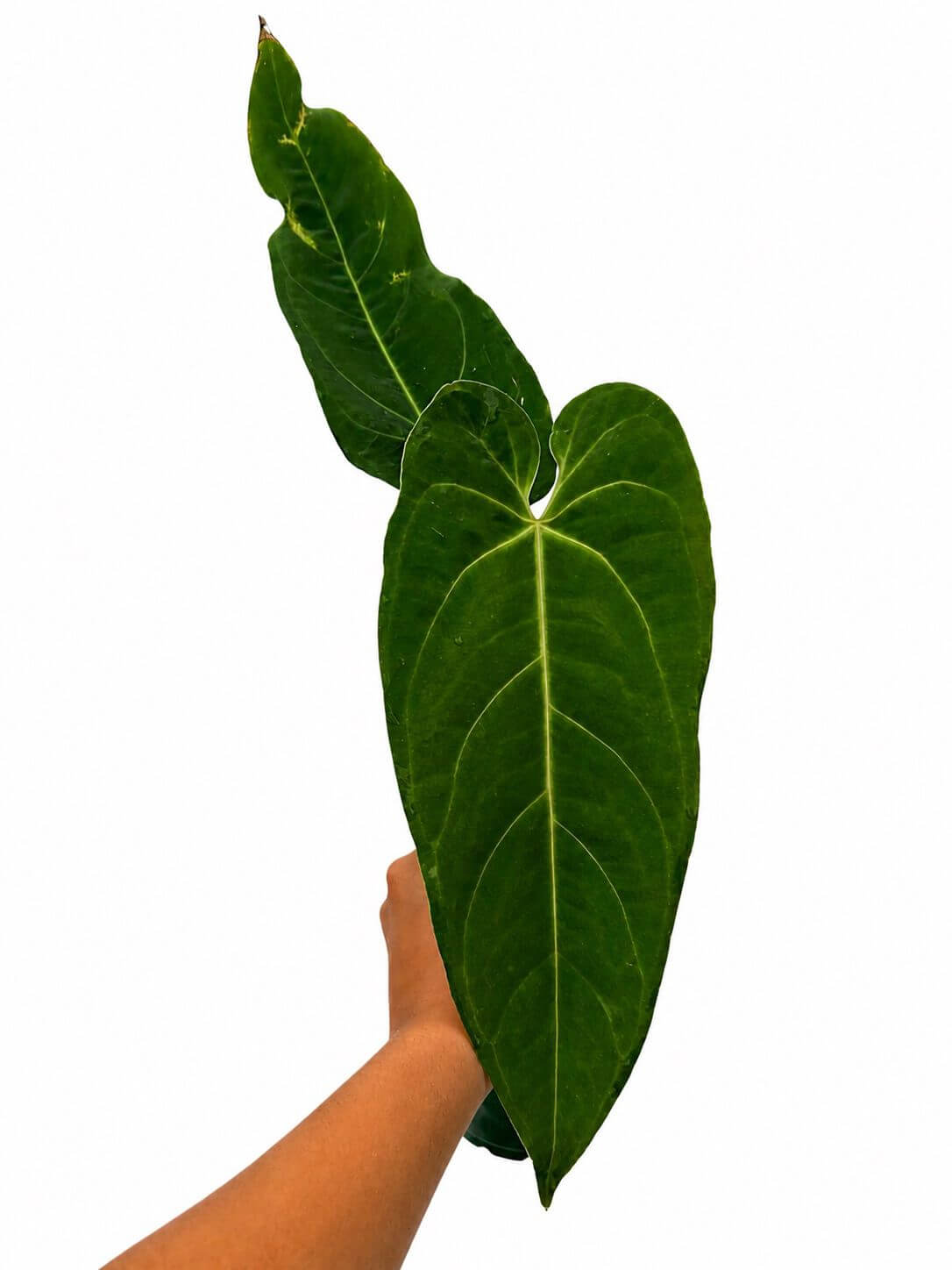 Anthurium metallicum 4”