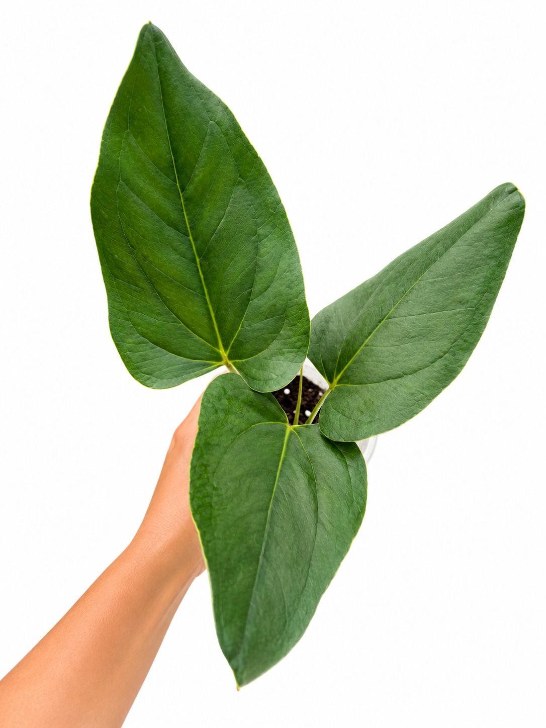 Anthurium michelii 4”