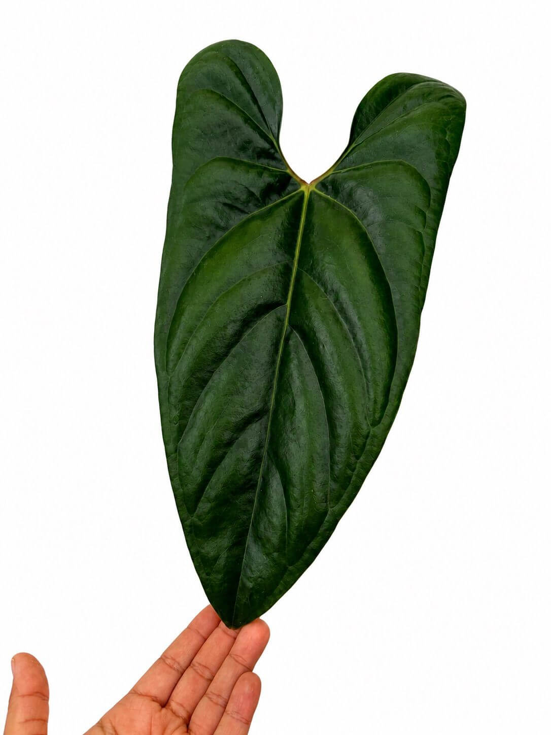 Anthurium nigrolaminum 5”
