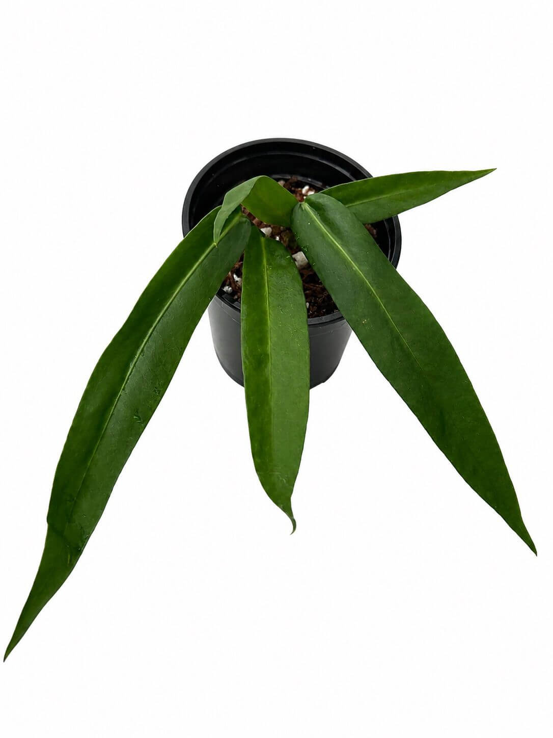 Anthurium padilliforium 4”