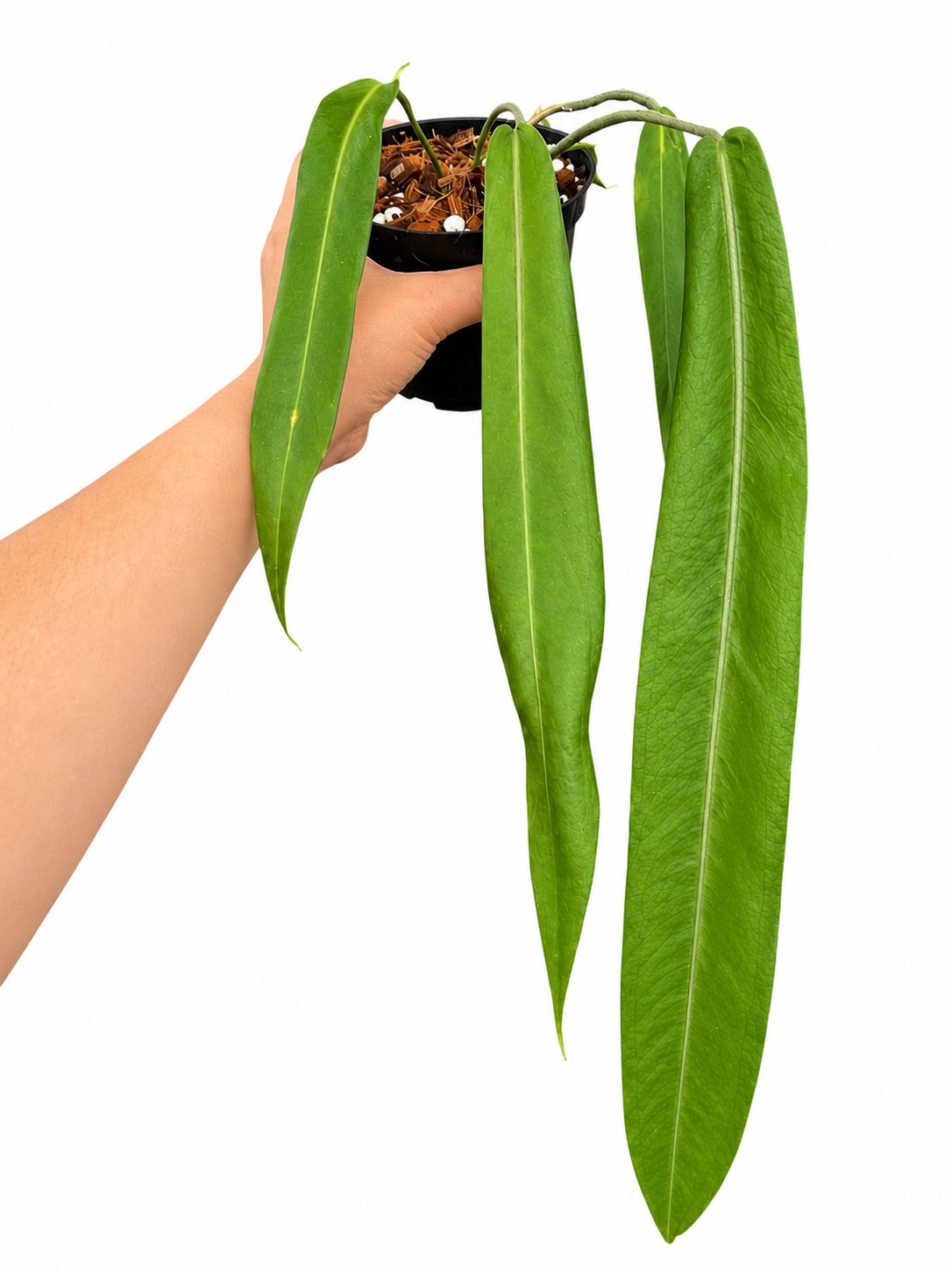 Anthurium pallidiforium 5”