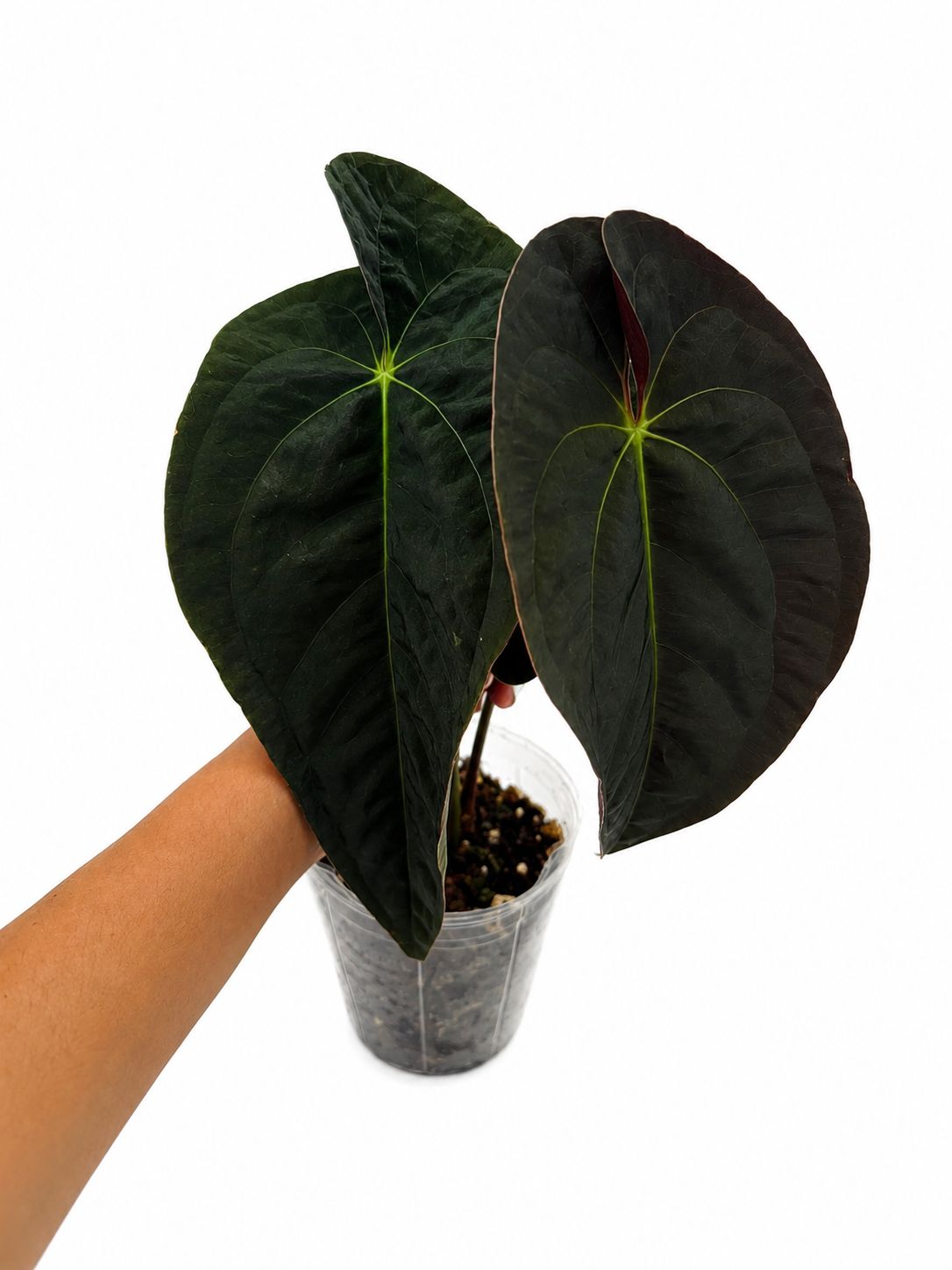 Anthurium papi dark 5”