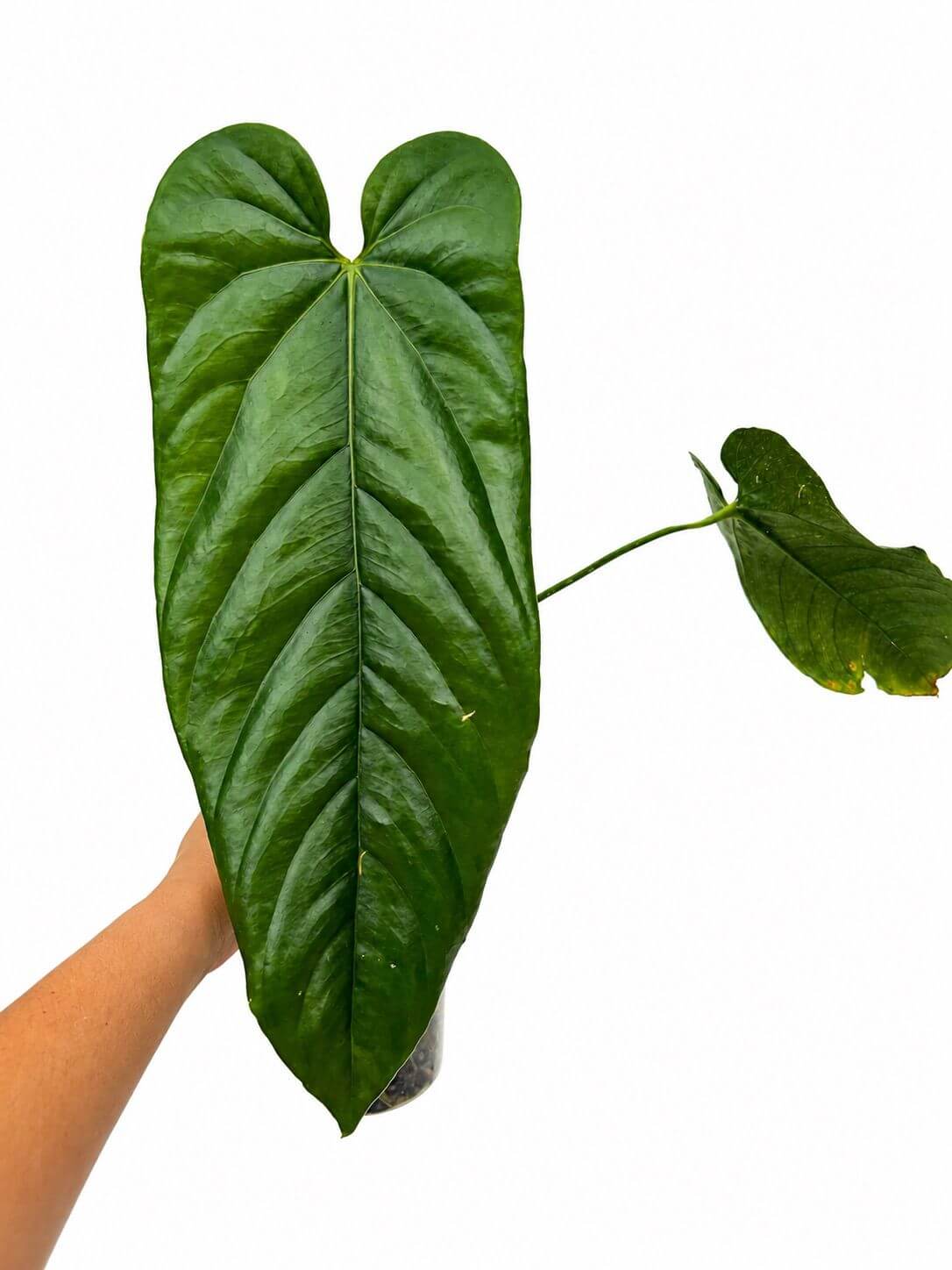 Anthurium papi x pandurilaminum 4”