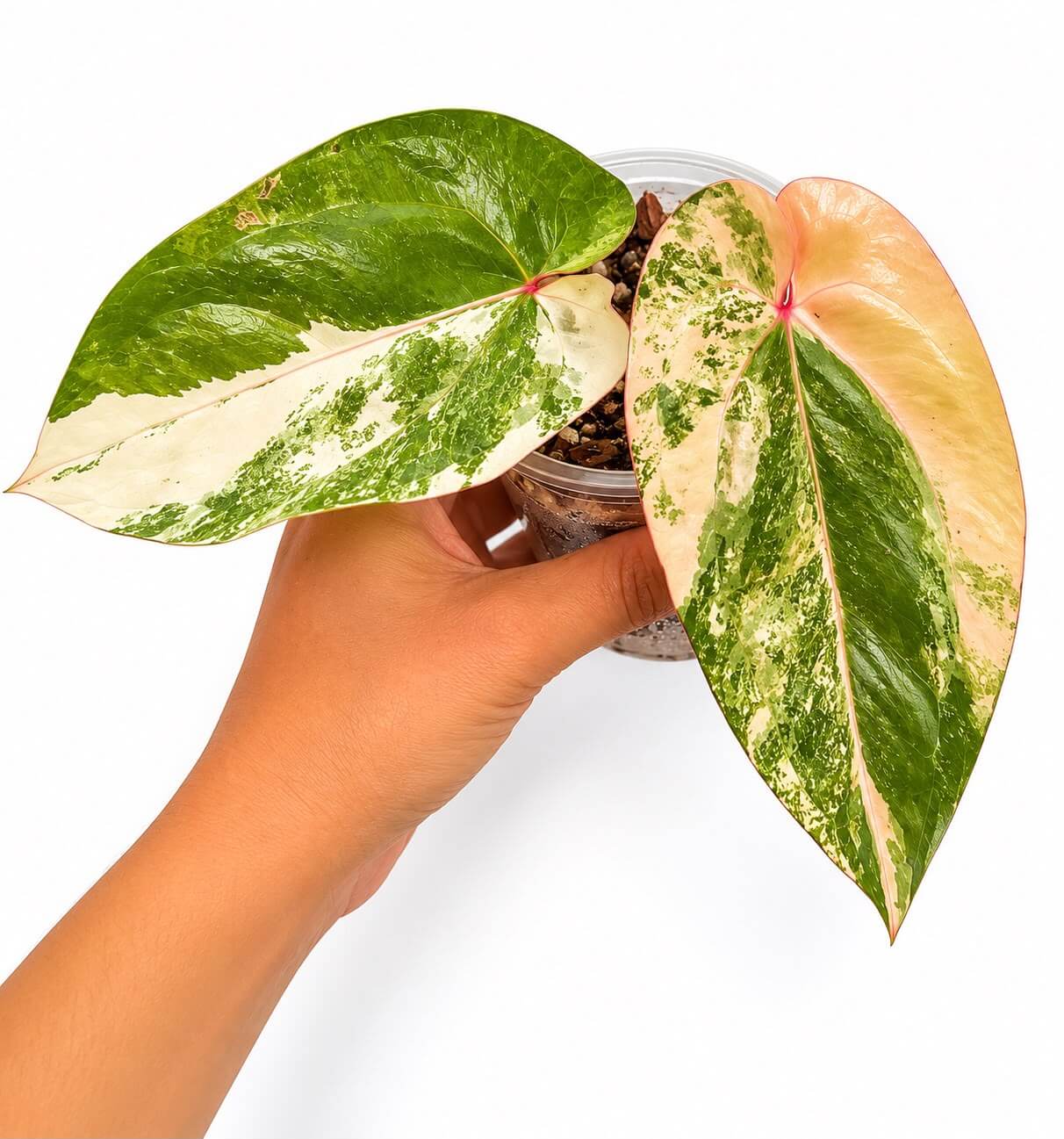 Anthurium papillaminum x magnificum x Carla variegated exactly one 4”