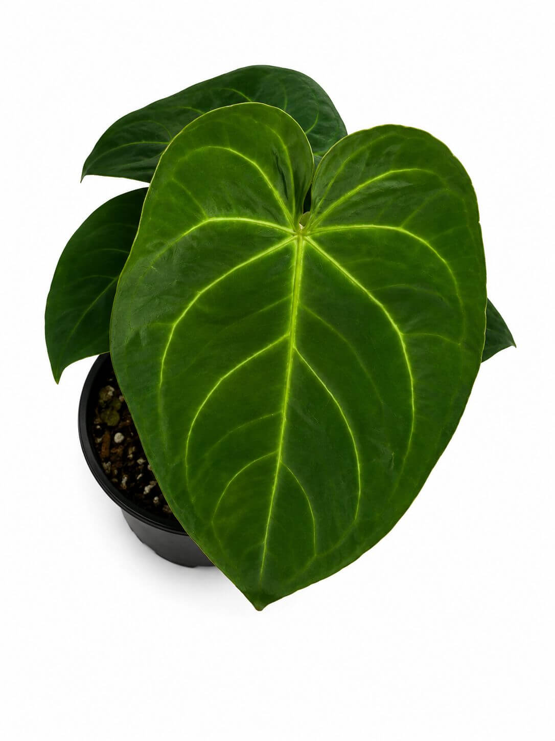Anthurium papillaminum x silver blush 5”