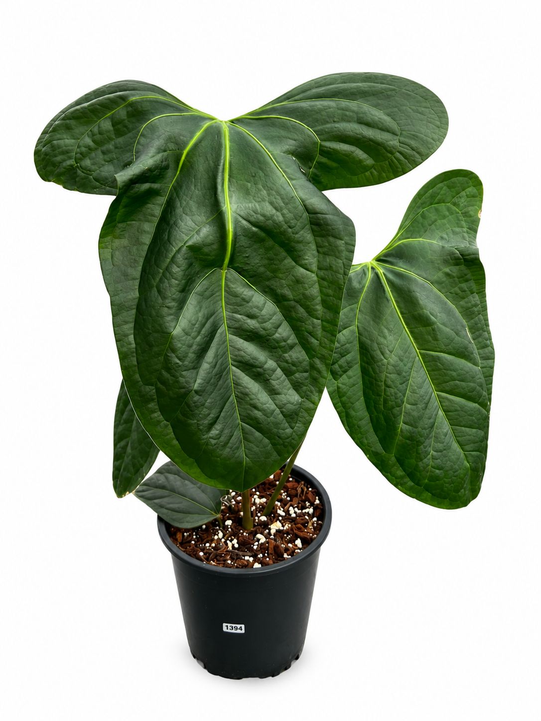 Anthurium rabbit ears 5”