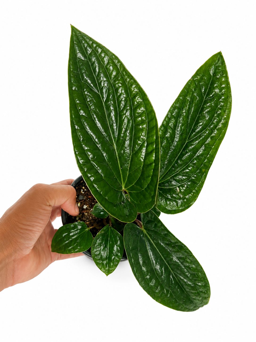 Anthurium radicans 4”