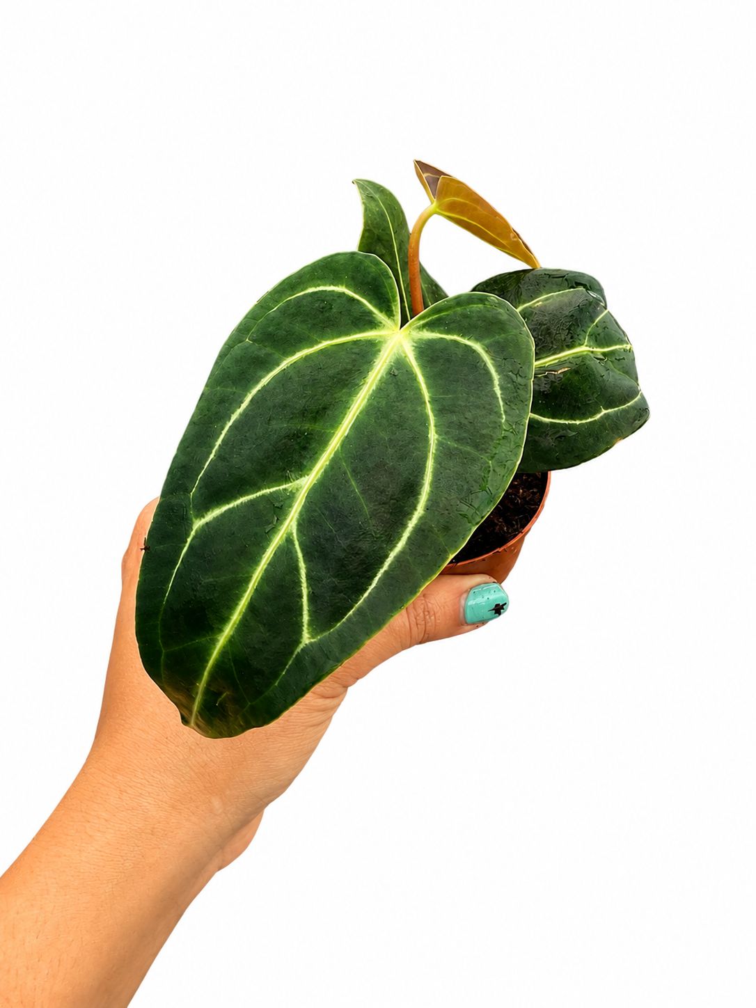 Anthurium regale 3”