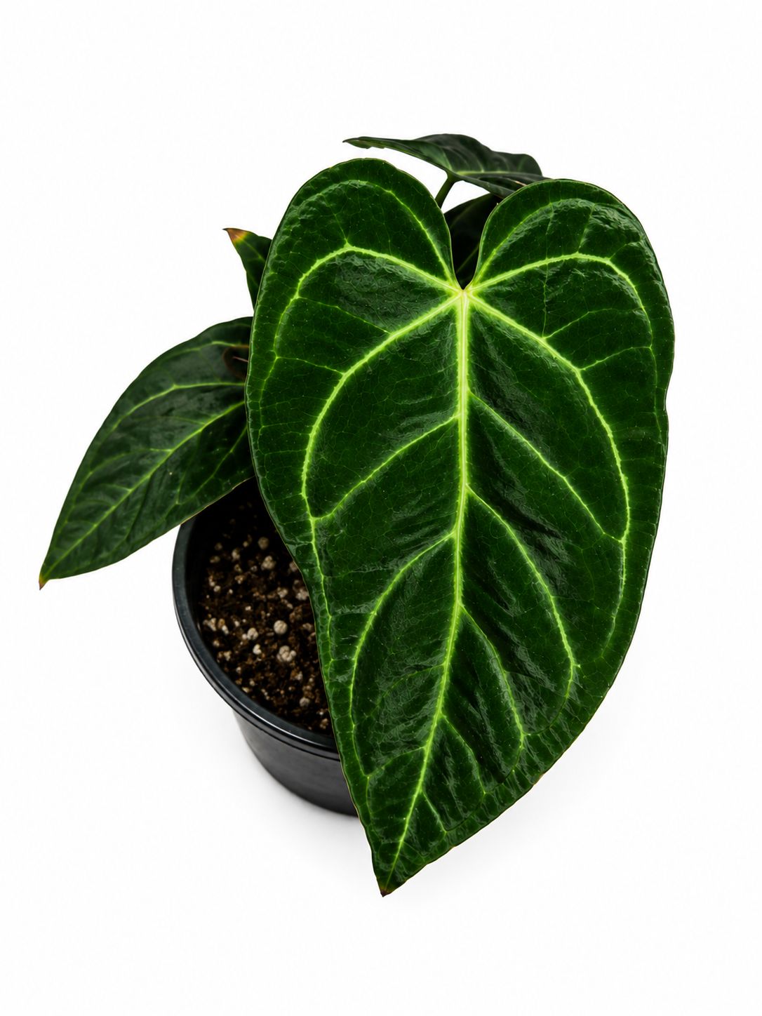 Anthurium regale 5”