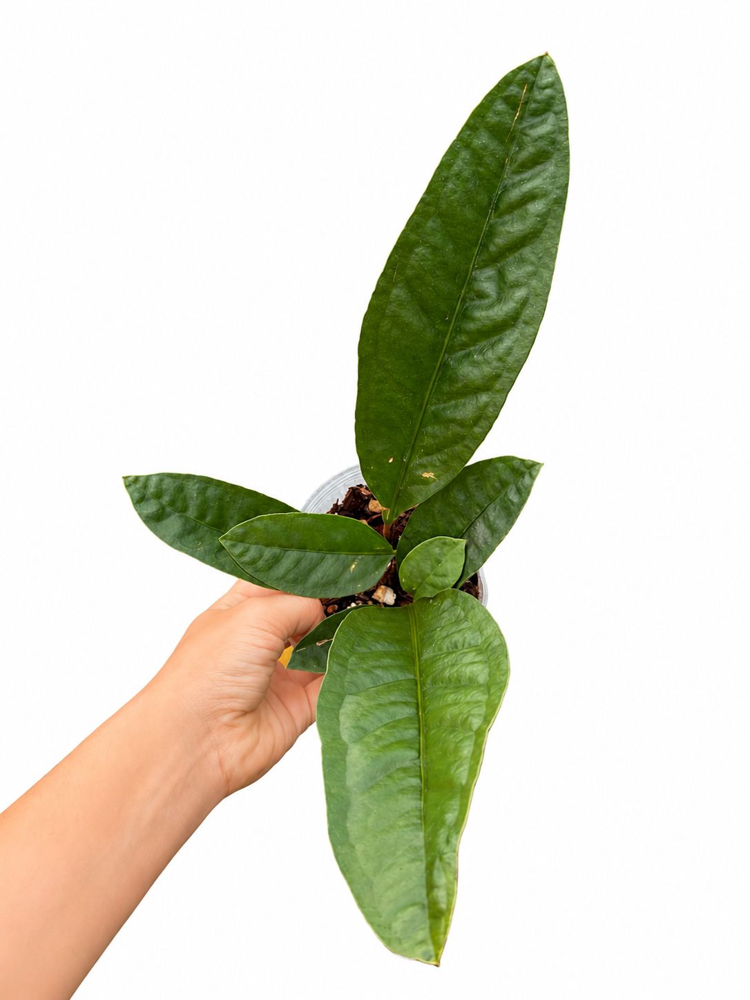 Anthurium superbum dark 4”