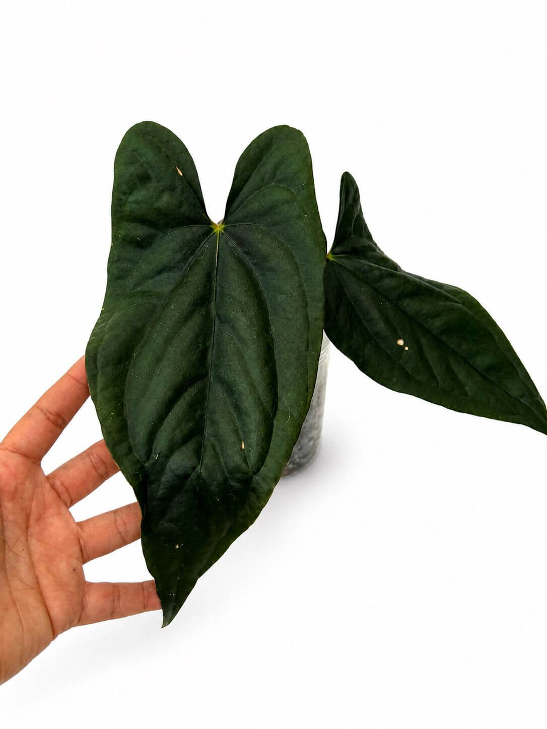 Anthurium sylvia Nona 5”
