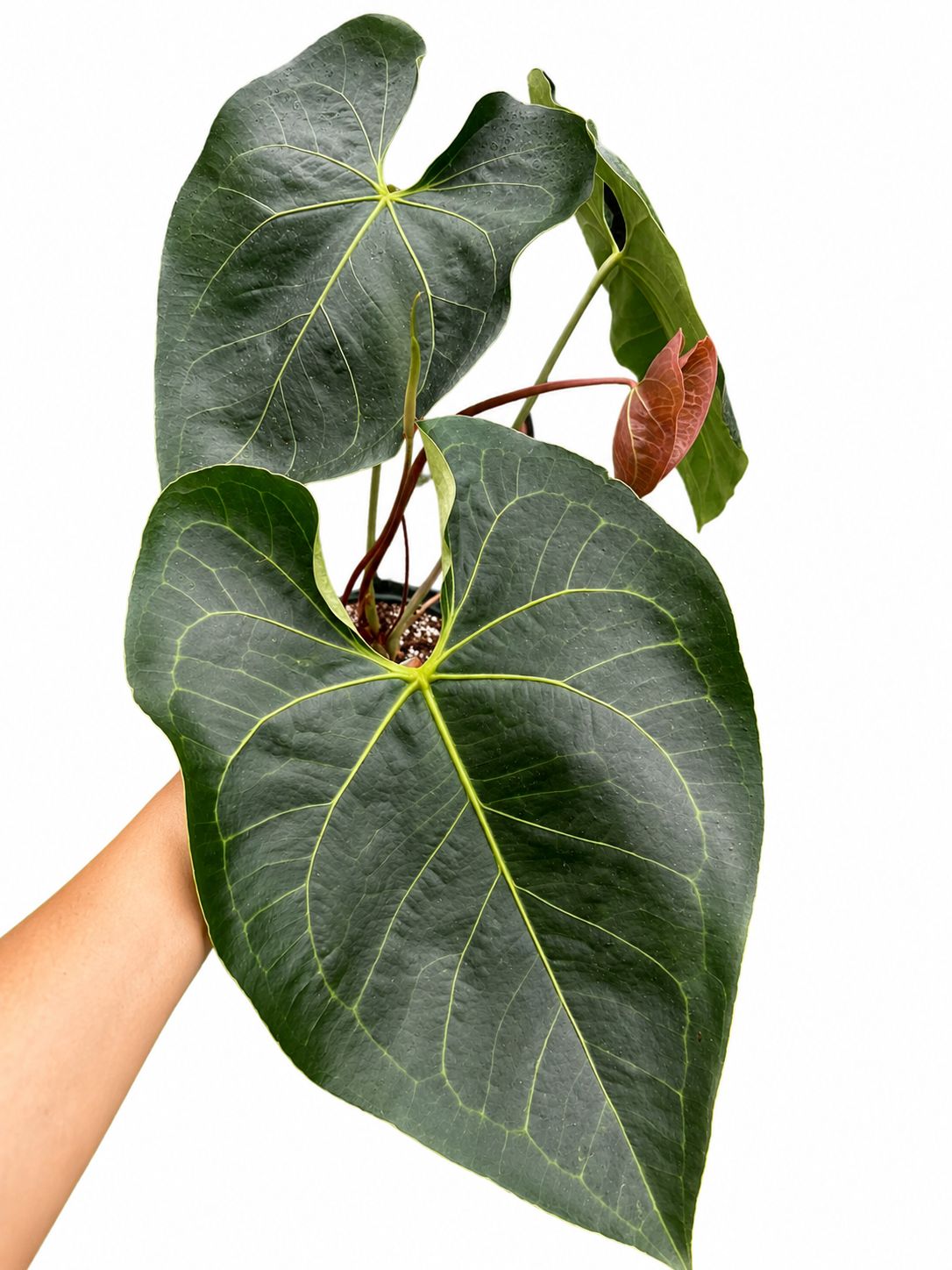 Anthurium titanervium 8”
