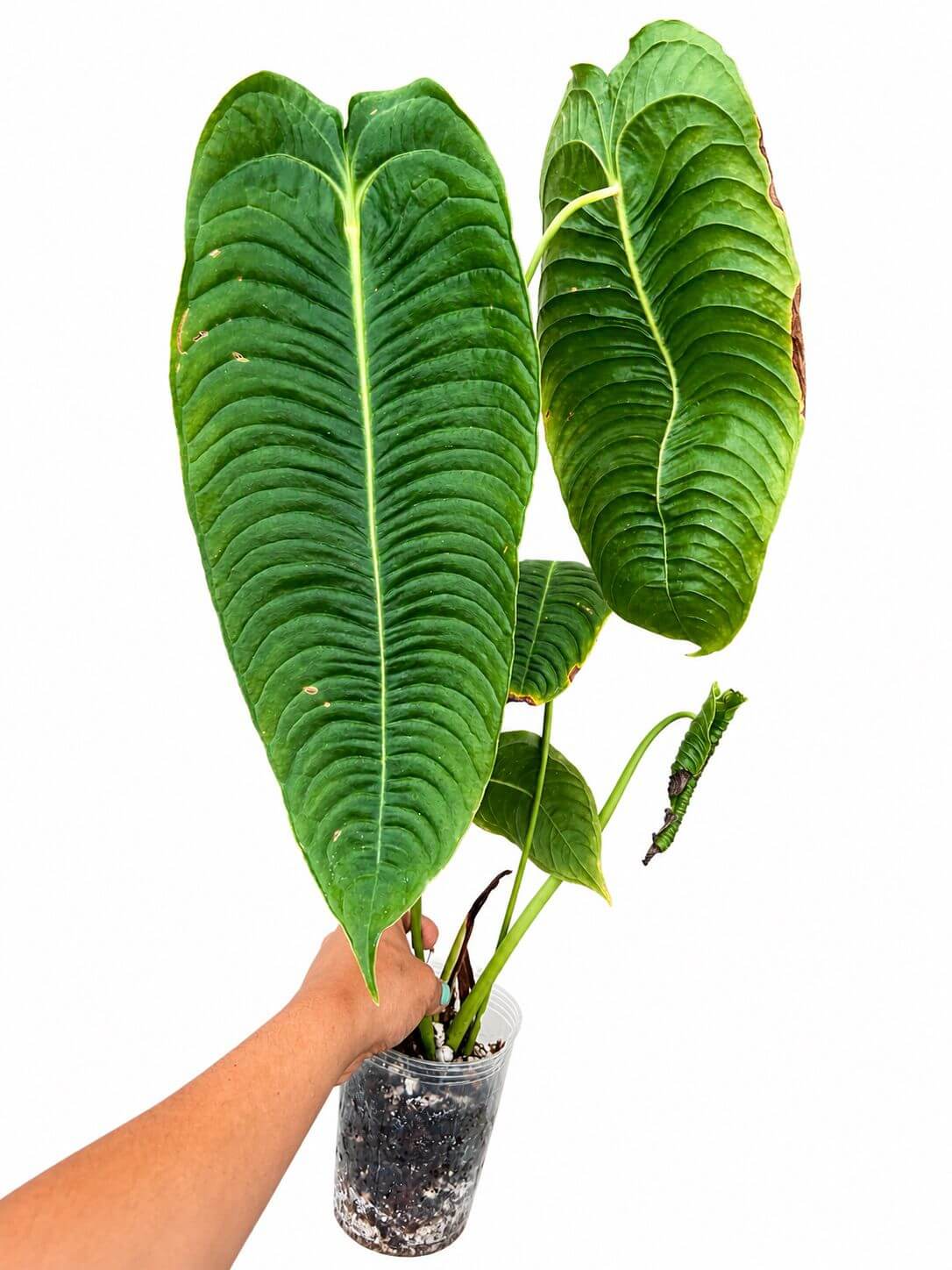 Anthurium veitchi 5”