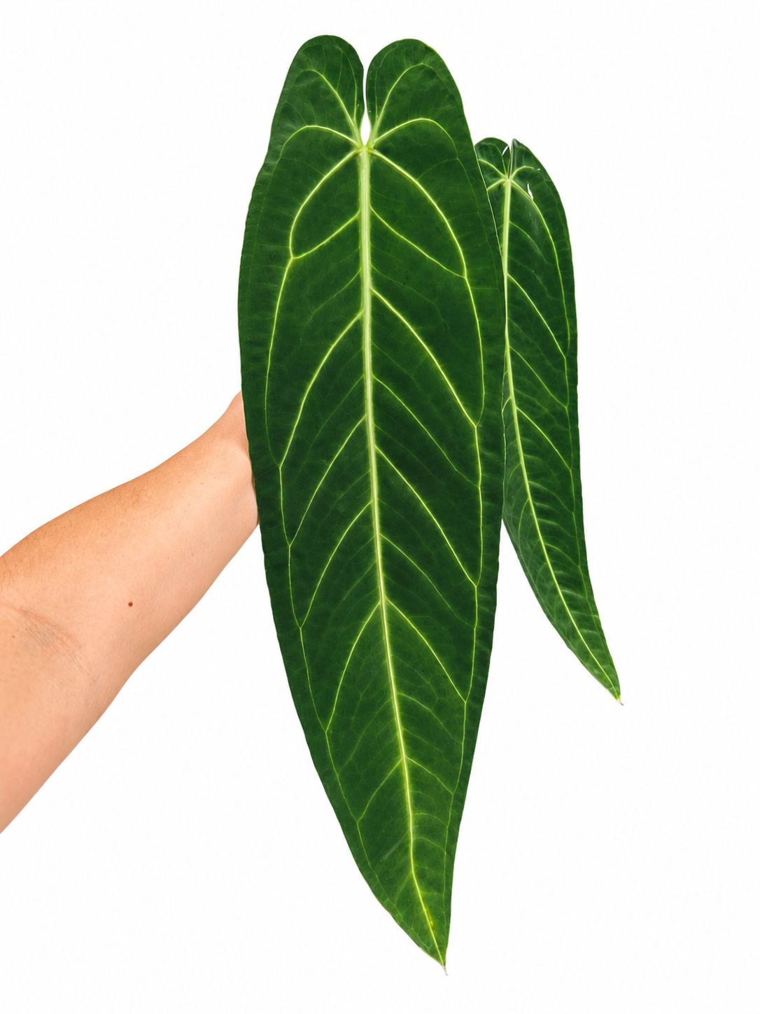 Anthurium warecqueanum large import 5” big size