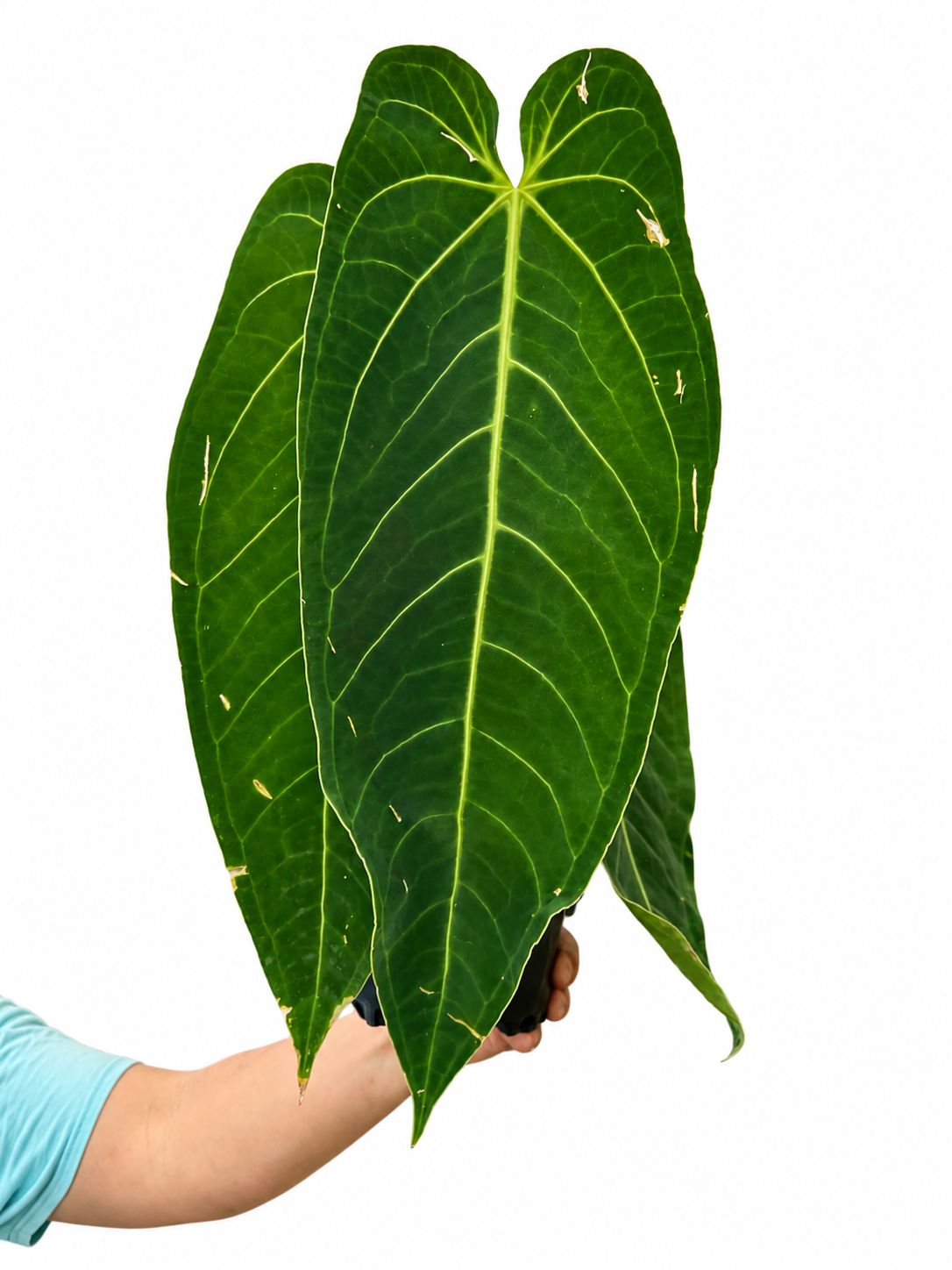 Anthurium warecqueanum queen 1GL