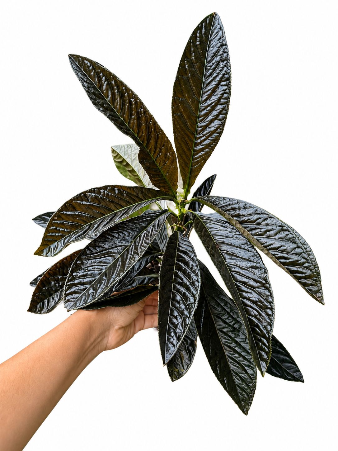 Ardisia Black Boat 4”