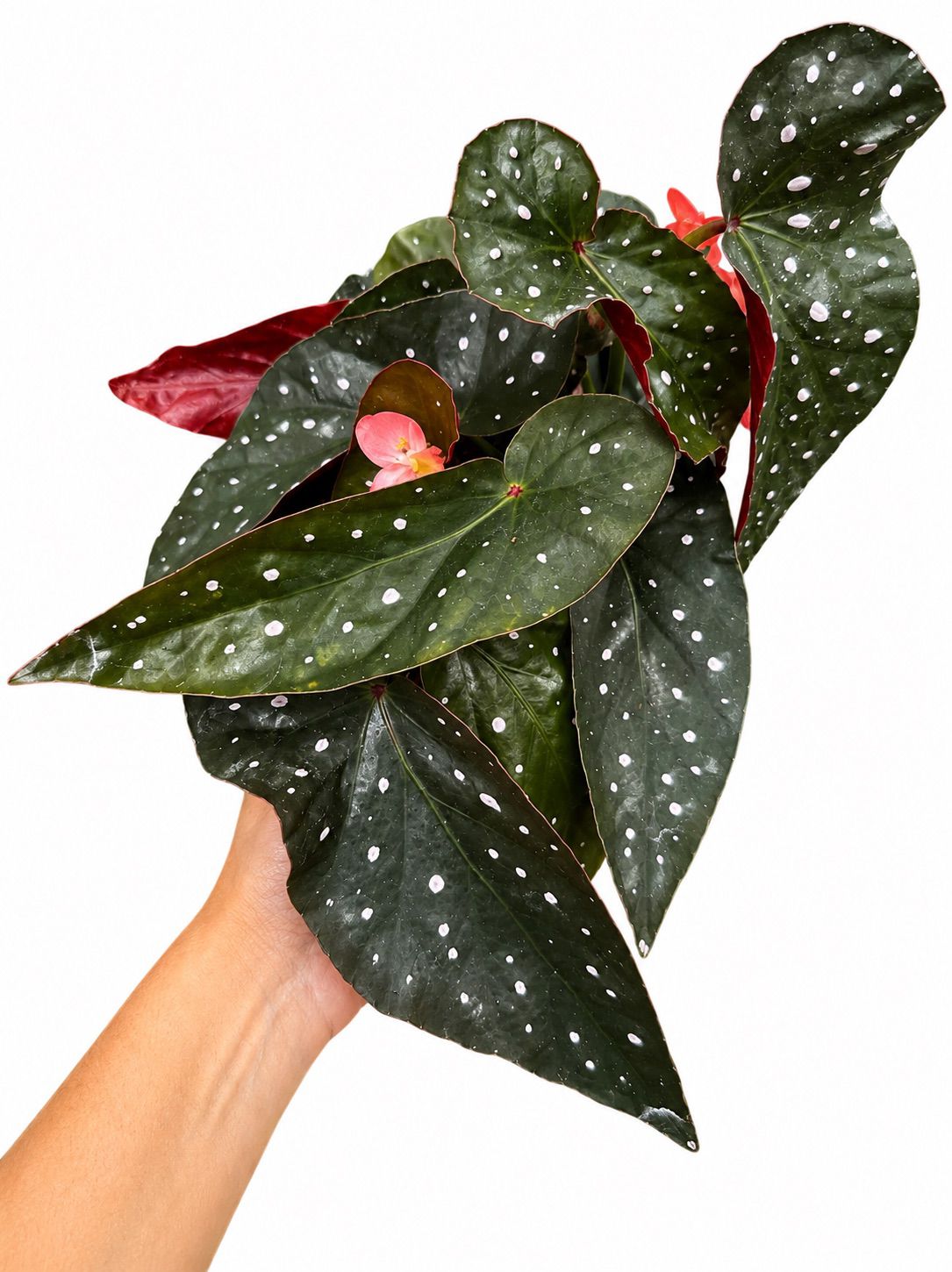 Begonia Fireball 6”