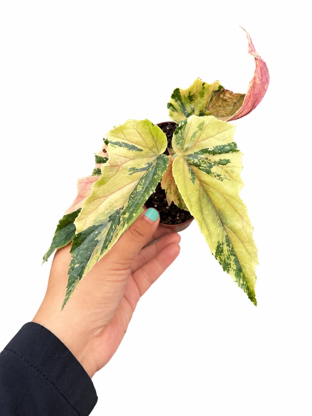 Begonia Ginny galaxy variegated 3”