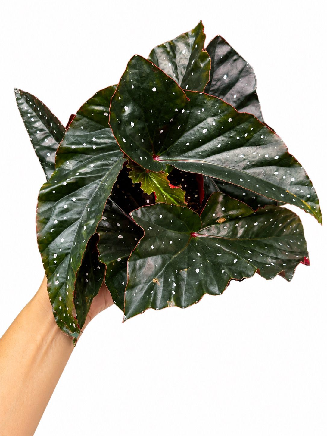 Begonia Night Wing 6”