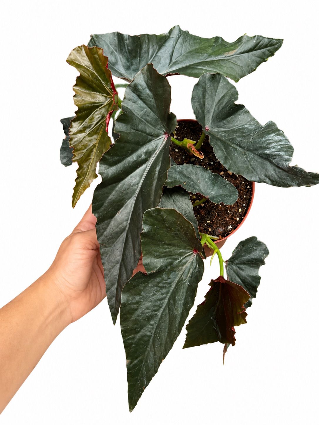 Begonia angel wing black magic 6”