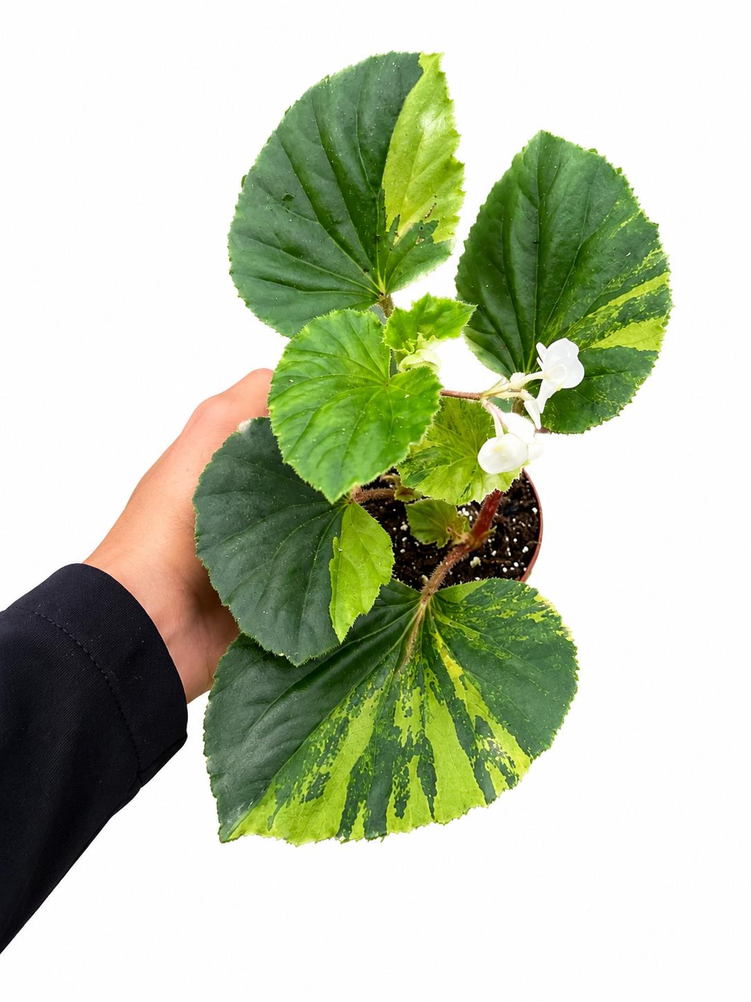 Begonia cuculata variegated 3”