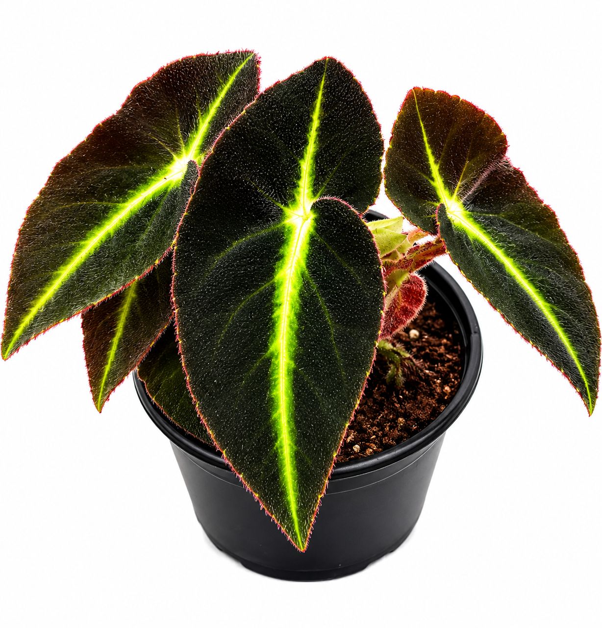 Begonia listada 4”