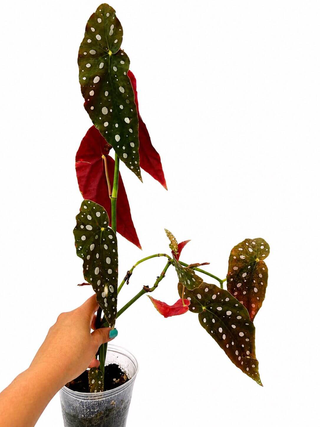 Begonia maculatata 4”